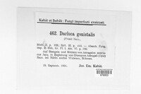 Darluca genistalis image